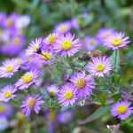 L'aster ageratoides 'Ezo Murasaki', l'une des plus belles vivaces de fin de saison !