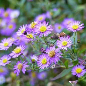 L'aster ageratoides 'Ezo Murasaki', l'une des plus belles vivaces de fin de saison !