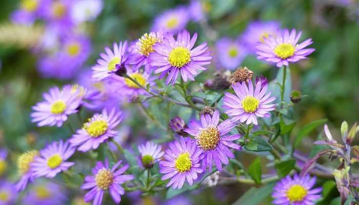 L'aster ageratoides 'Ezo Murasaki', l'une des plus belles vivaces de fin de saison !