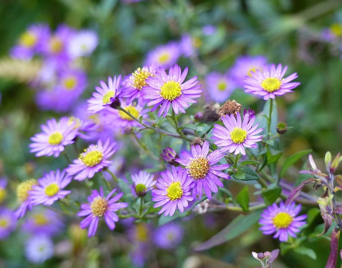 L'aster ageratoides 'Ezo Murasaki', l'une des plus belles vivaces de fin de saison !