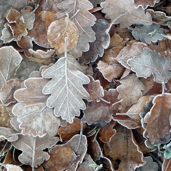 les feuilles, un matériaux de choix