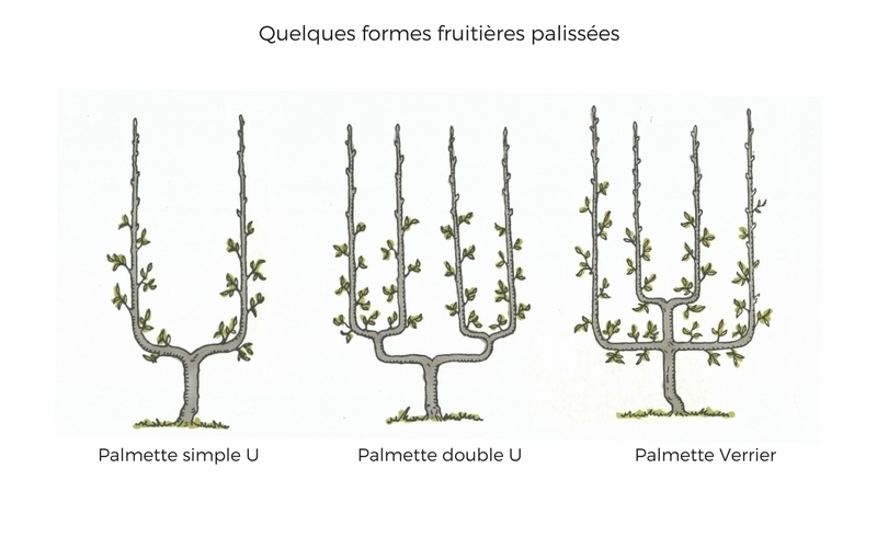 Tailler ou conduire les arbres fruitiers ?