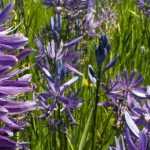 Camassia : planter, soigner et l'associer au jardin