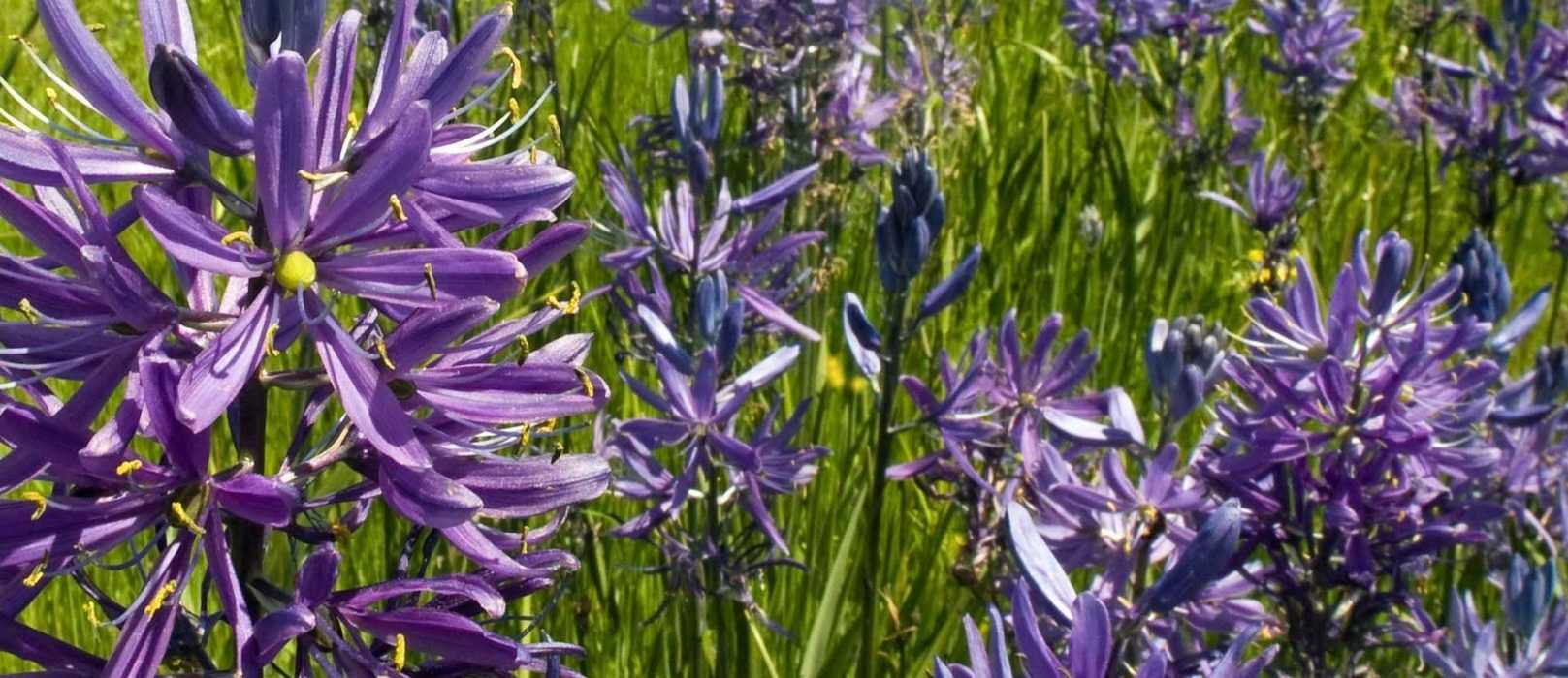 Camassia : planter, soigner et l'associer au jardin