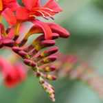 Crocosmia, Montbrétia : plantation, culture et entretien