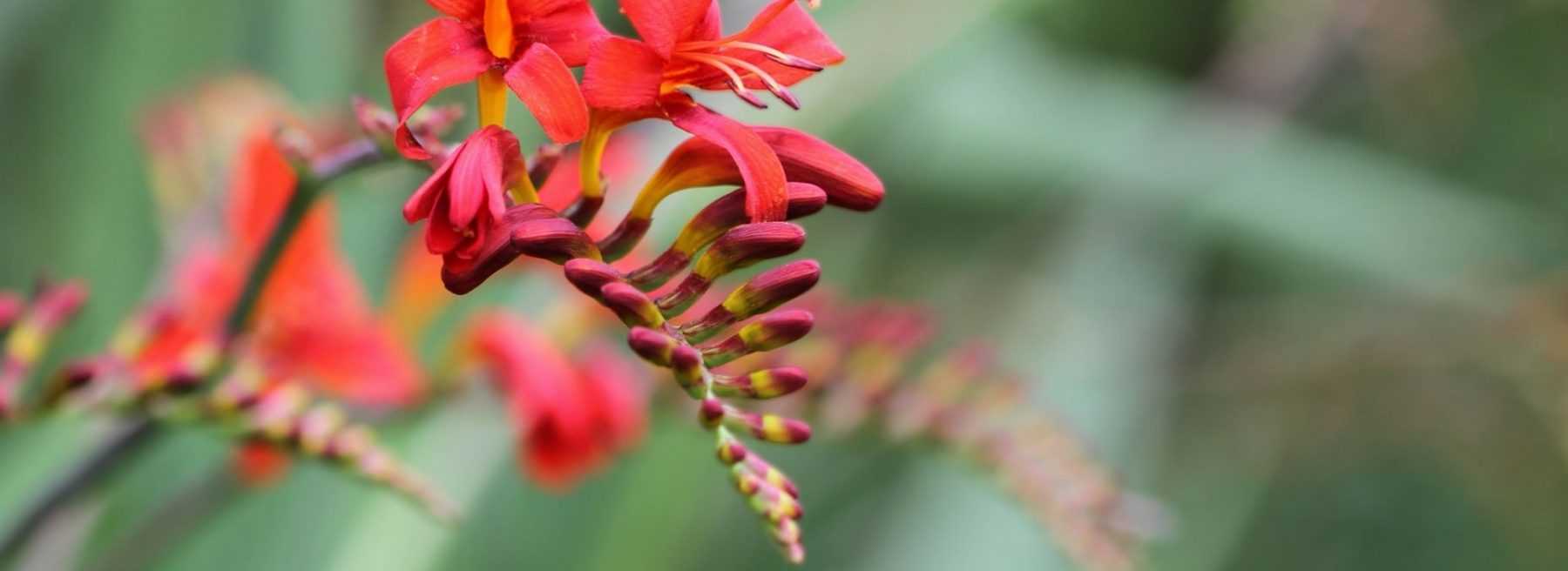 Crocosmia, Montbrétia : plantation, culture et entretien