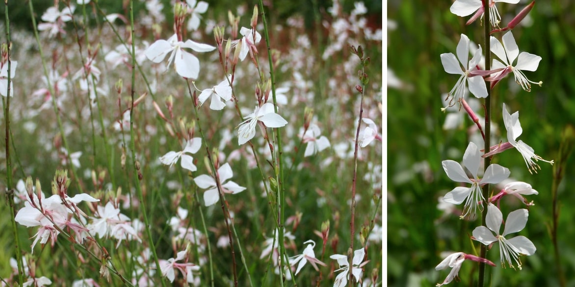 Gaura – Plantation et entretien de cette vivace très florifère