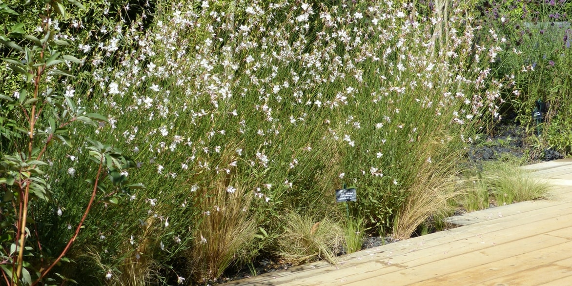 Gaura – Plantation et entretien de cette vivace très florifère