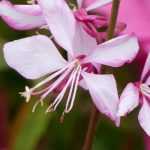 Gaura : planter et cultiver