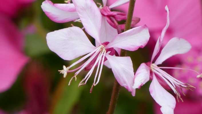 Gaura : planter et cultiver