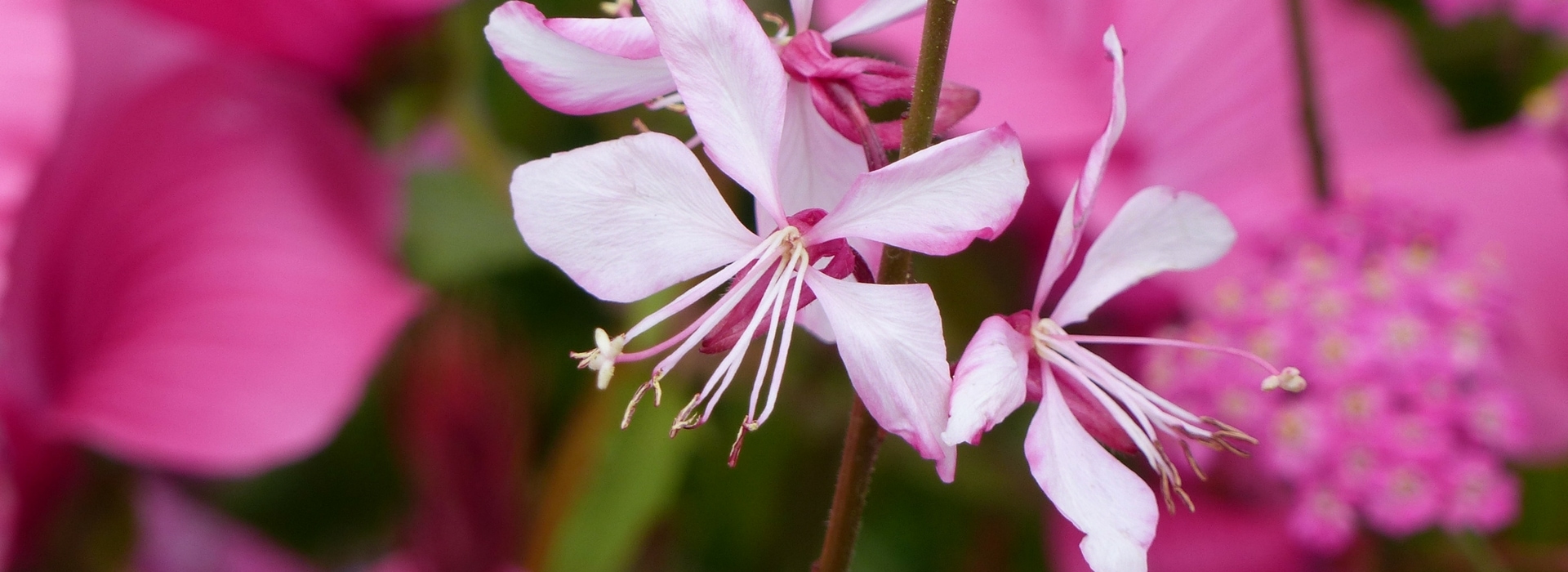 Gaura : planter et cultiver