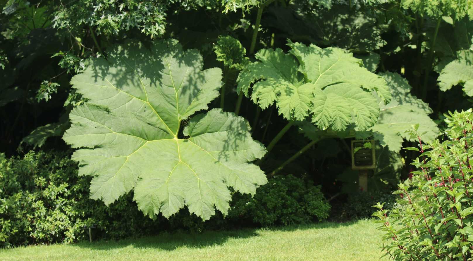 Protéger un Gunnera en 4 étapes