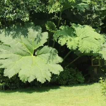 Protéger un Gunnera en 4 étapes