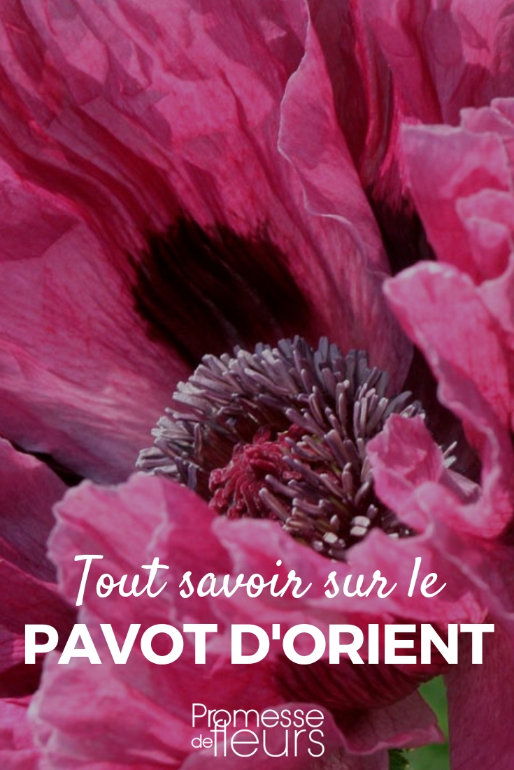 pavot d'orient papaver orientale