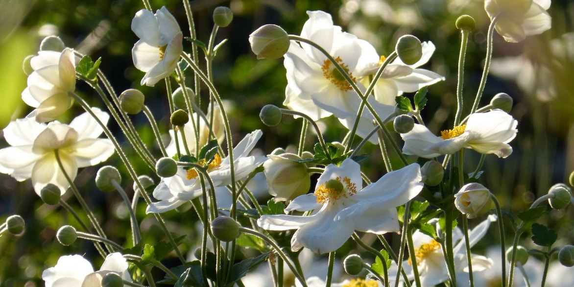 anemone japonaise