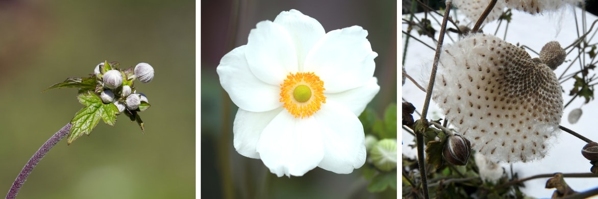 Anemone japonica