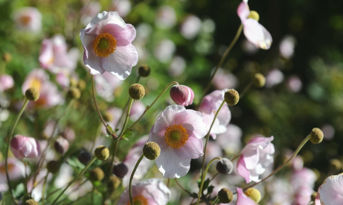 anemone japonaise