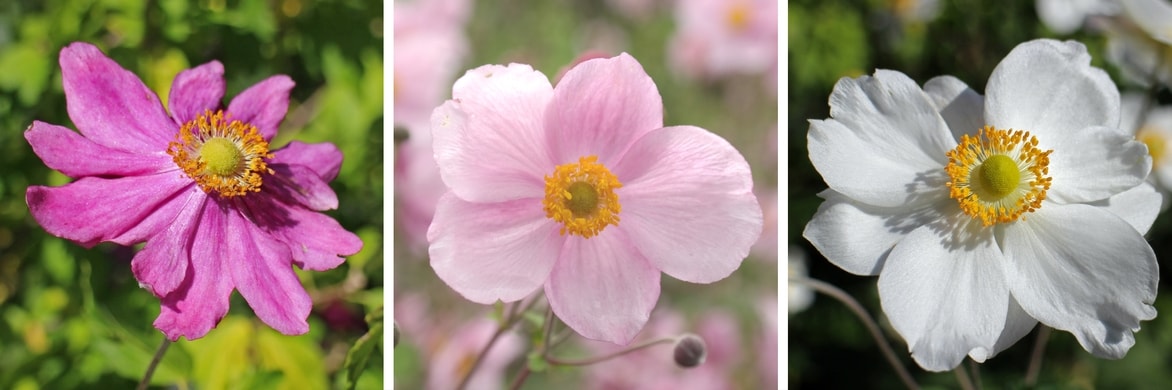 anemone japonica : différents coloris