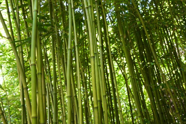 Foret pour Percer le Bambou, Travail du bambou