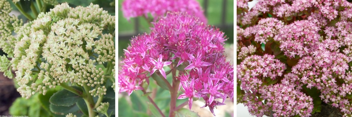 Sedum, fleurs