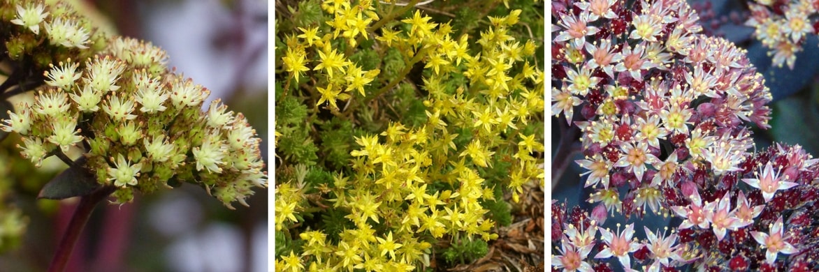 Floraison des sedums