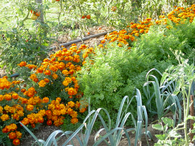 Graines de gazon à semer prairie pour lapins et poules Vilmorin - 500 g :  Vilmorin VILMORIN jardin - botanic®