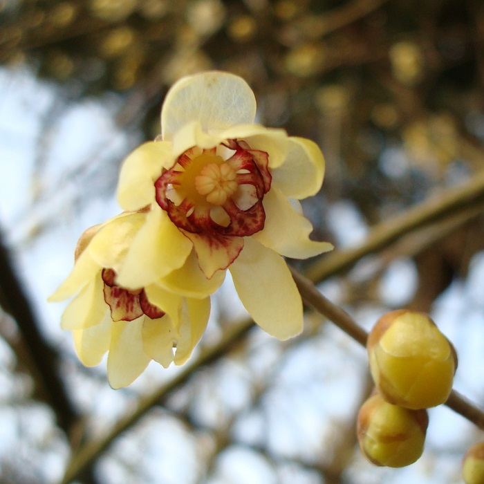 Fleur de Chimonanthus praecox
