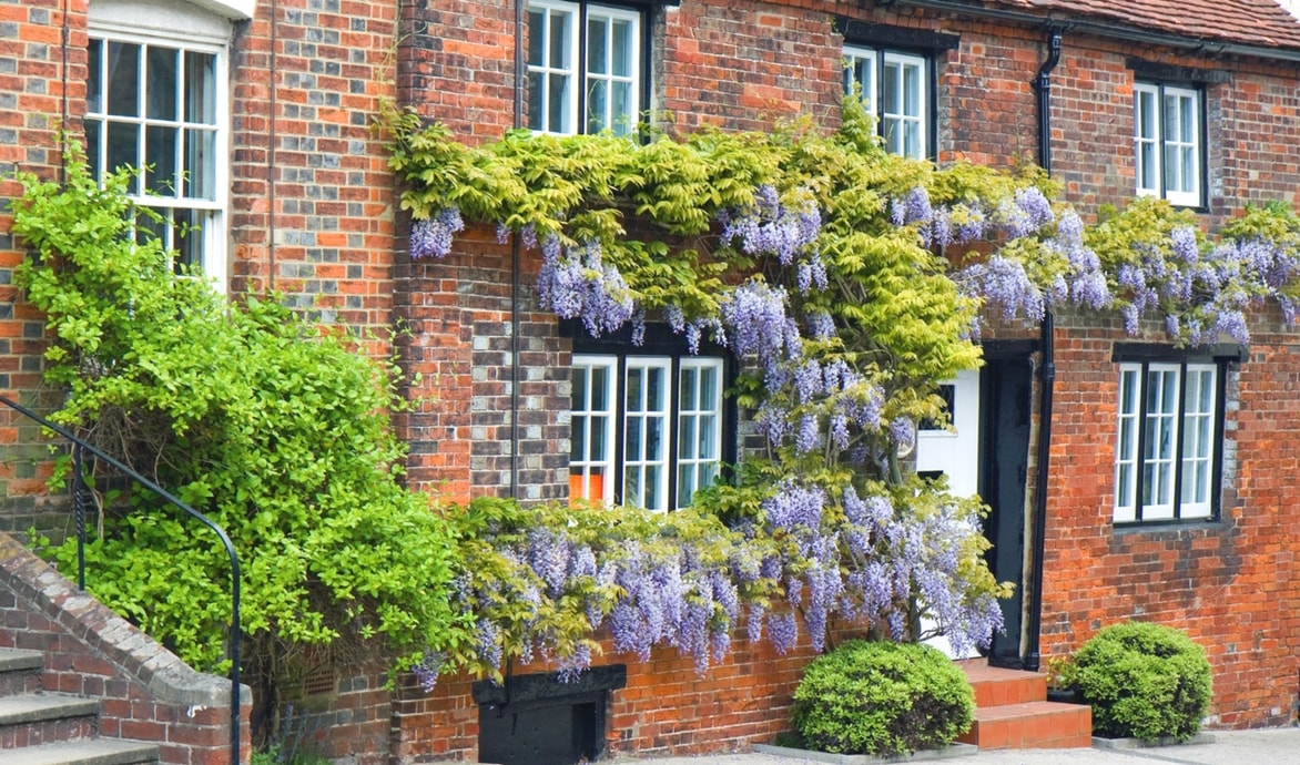 La glycine sublime n'importe quelle maison