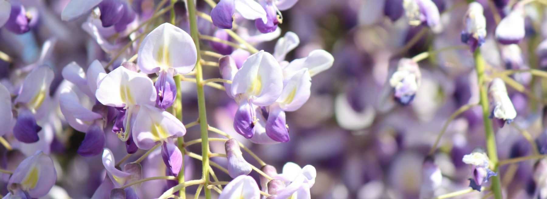 Glycine : comment la planter, la tailler et l’entretenir