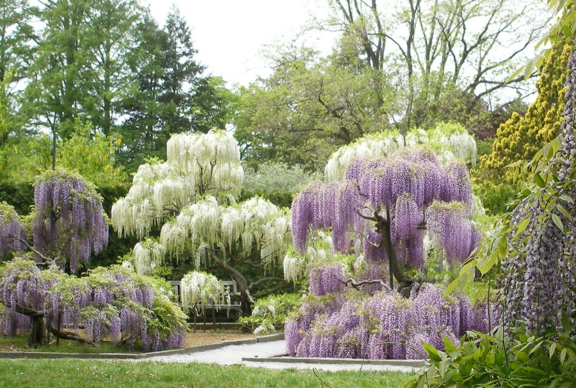 planter une glycine a l’ombre