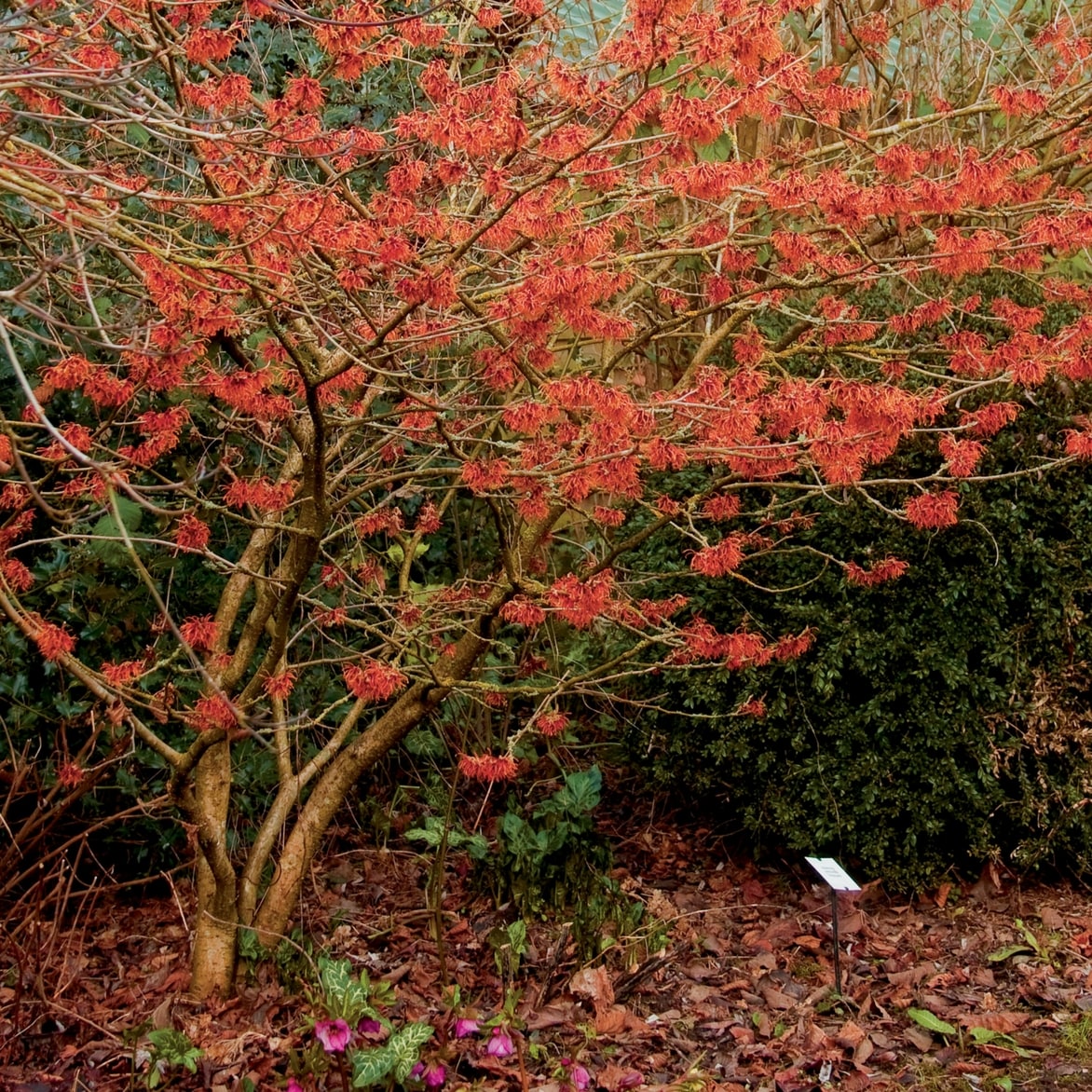 Hamamelis, plantation