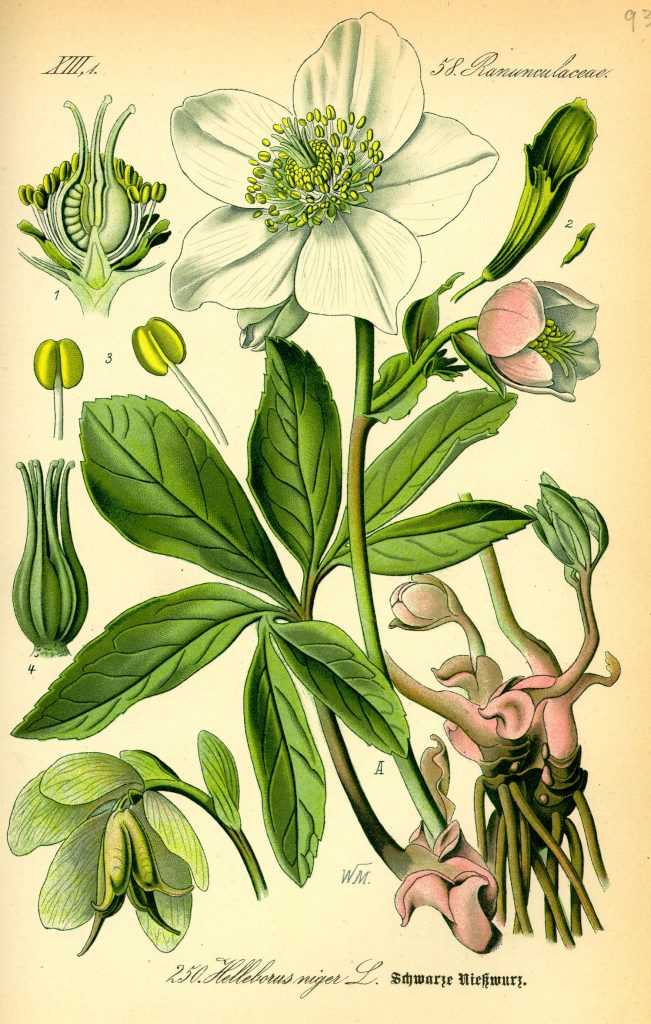 Hellébore, informations botaniques