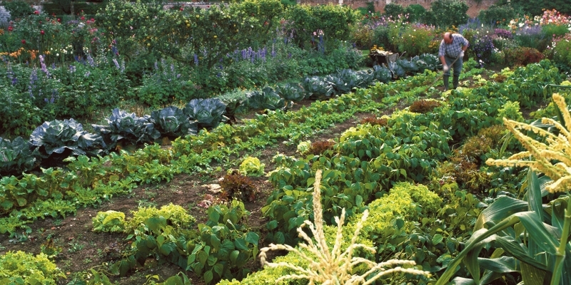 planifier le potager