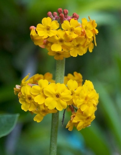 Primula