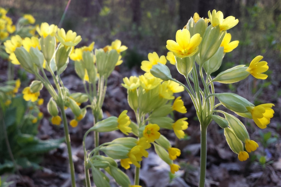 Primevère - Primula veris