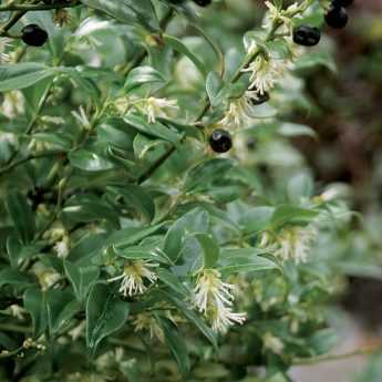 Sarcococca, un concentré de parfum en hiver