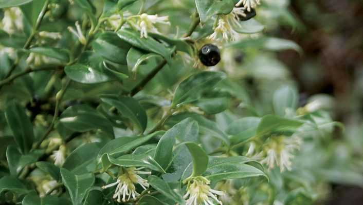 Sarcococca, un concentré de parfum en hiver