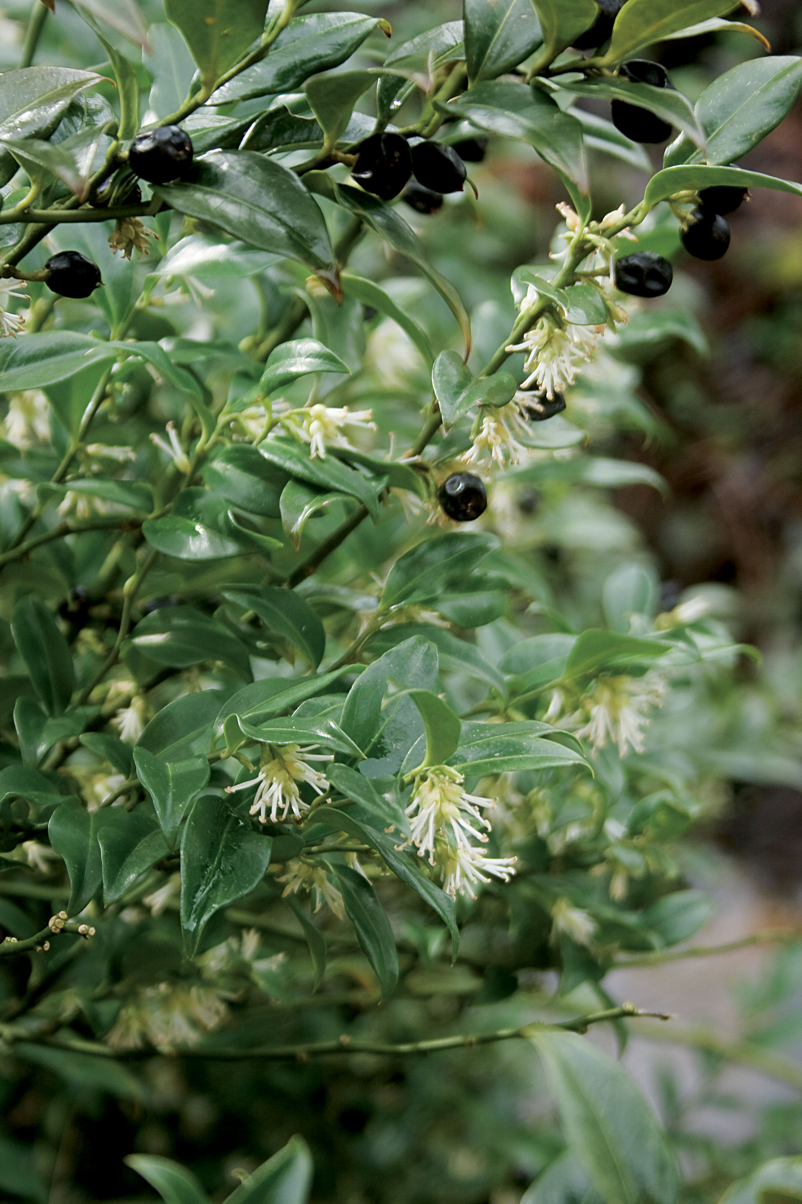 Sarcococca, un concentré de parfum en hiver