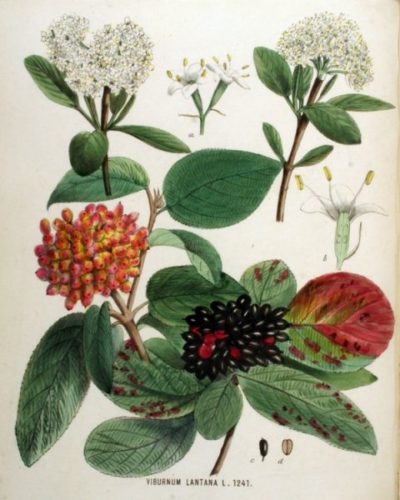 Viburnum, Viorne : botanique