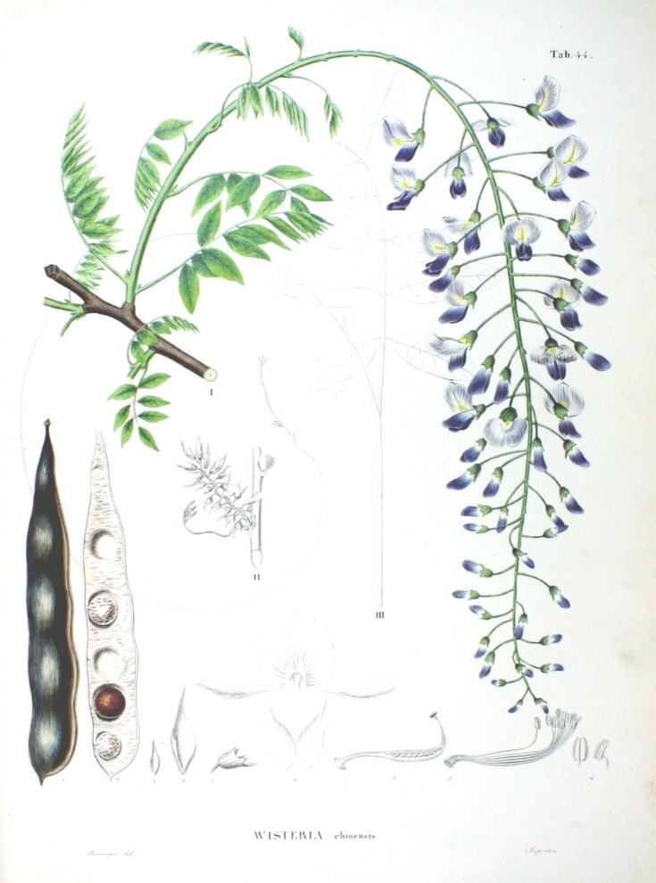 Wisteria, botanique