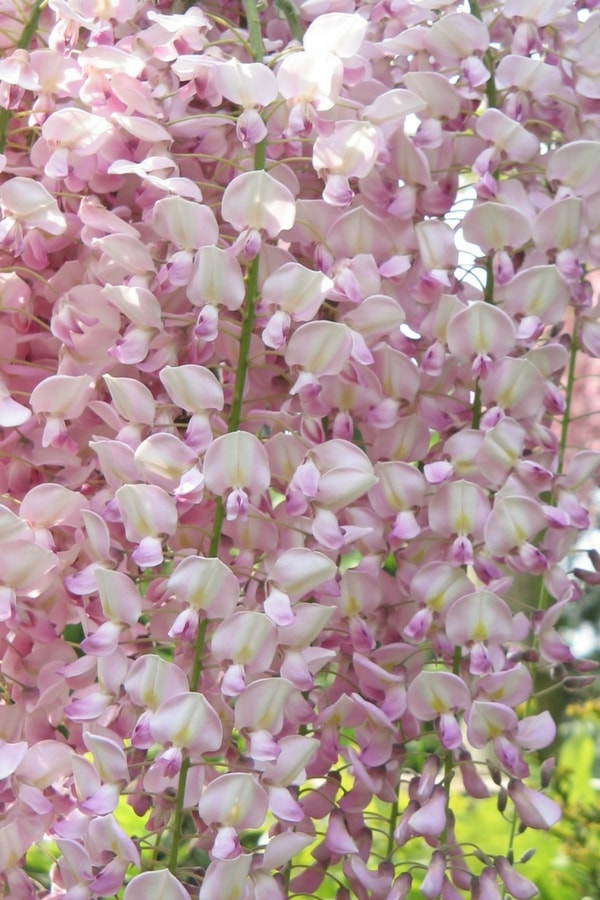 Glycine ou Wisteria