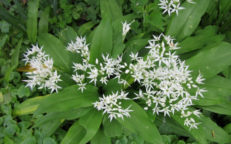 ail des ours : un légume perpétuel