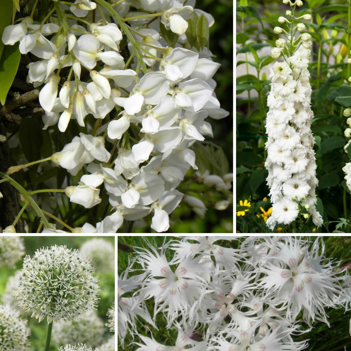 Associer la glycine au jardin