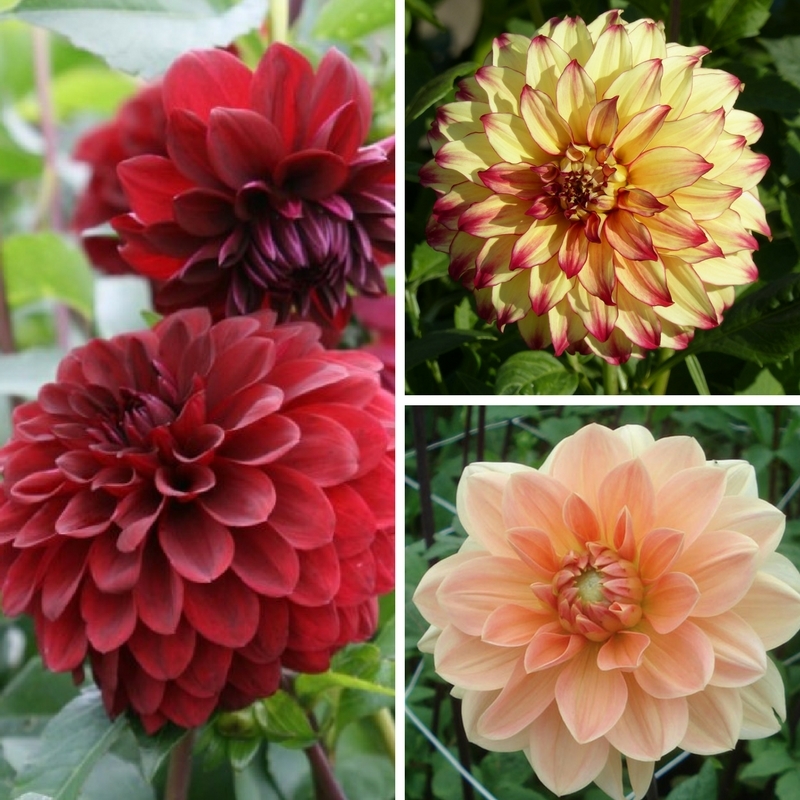 Dahlia, la sélection de Sophie