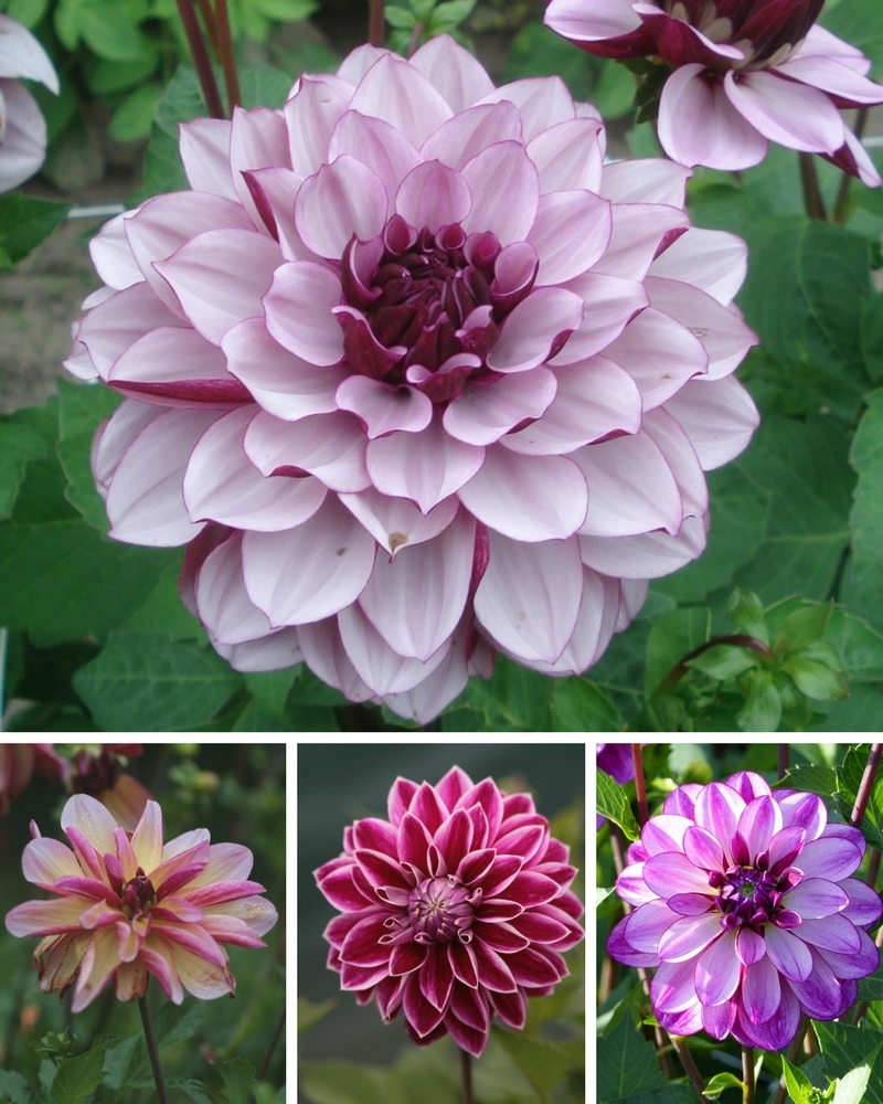 Dahlias roses