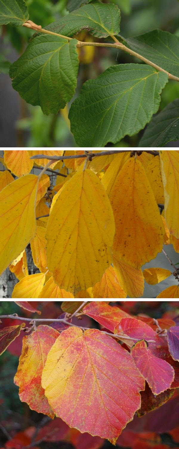 Les Hamamélis : des feuillages colorés à l'automne