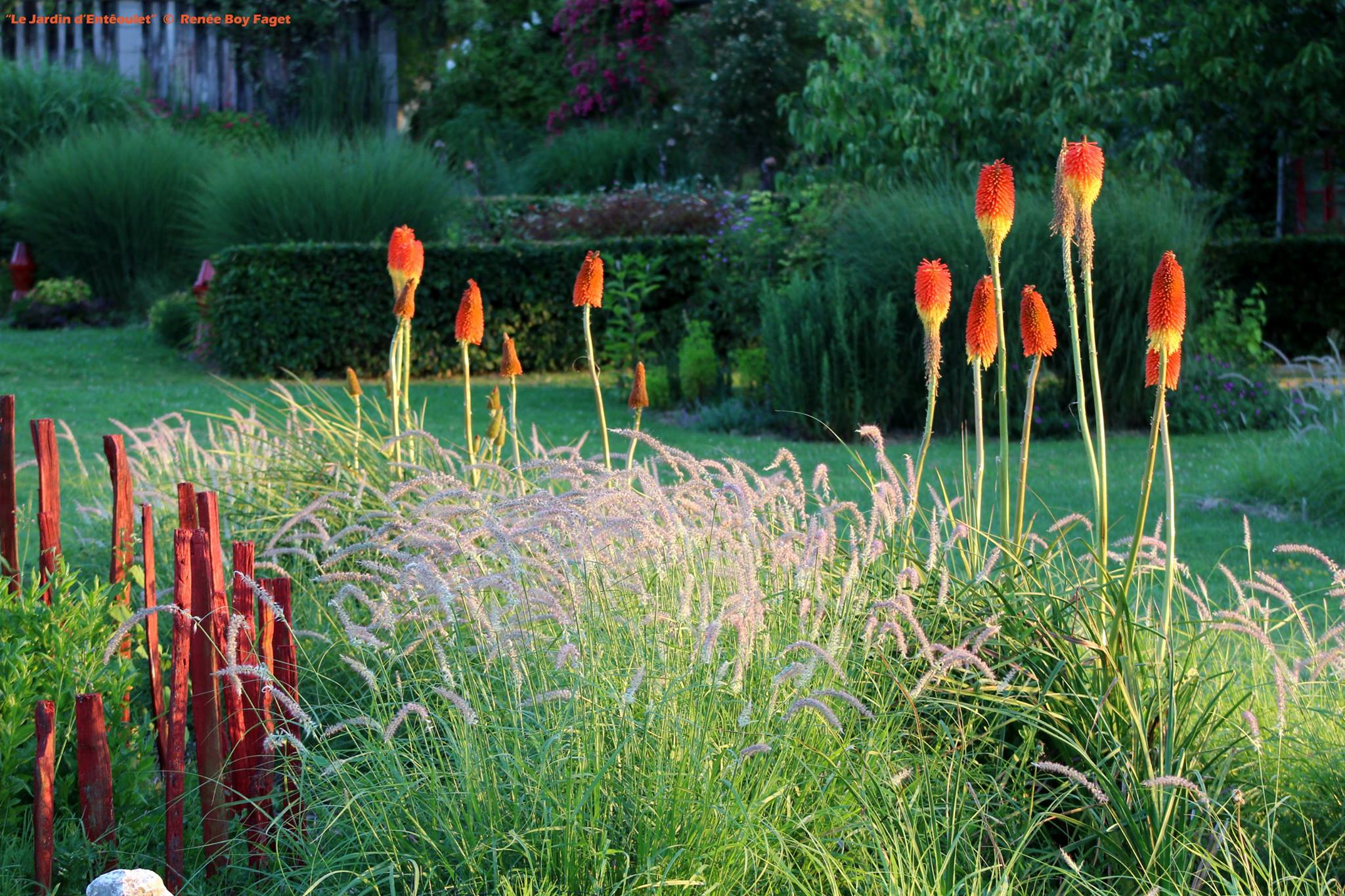 Torche Lily Safran oiseau-KNIPHOFIA UVARIA