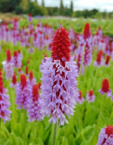 Primula vialii