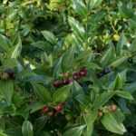 Sarcococca : le cultiver et le tailler