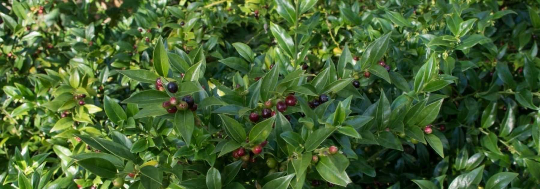 Sarcococca : le cultiver et le tailler